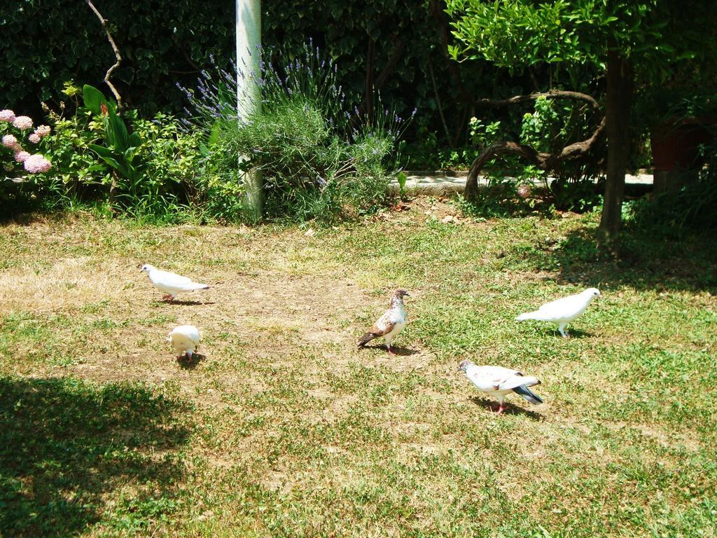 Apartments Rolovina Tivat Værelse billede